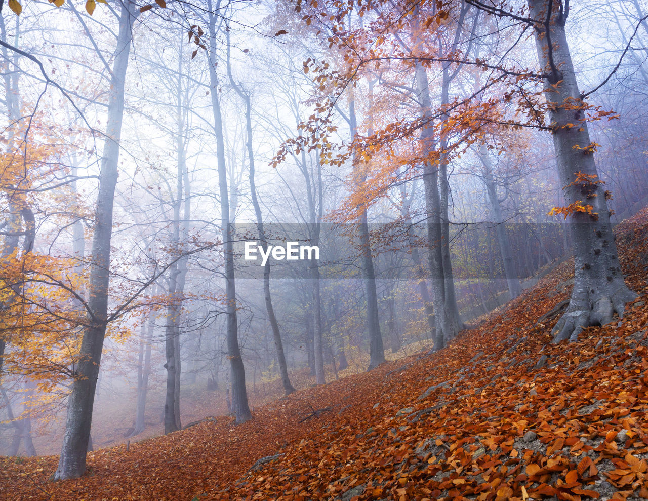 Pine trees in forest during autumn