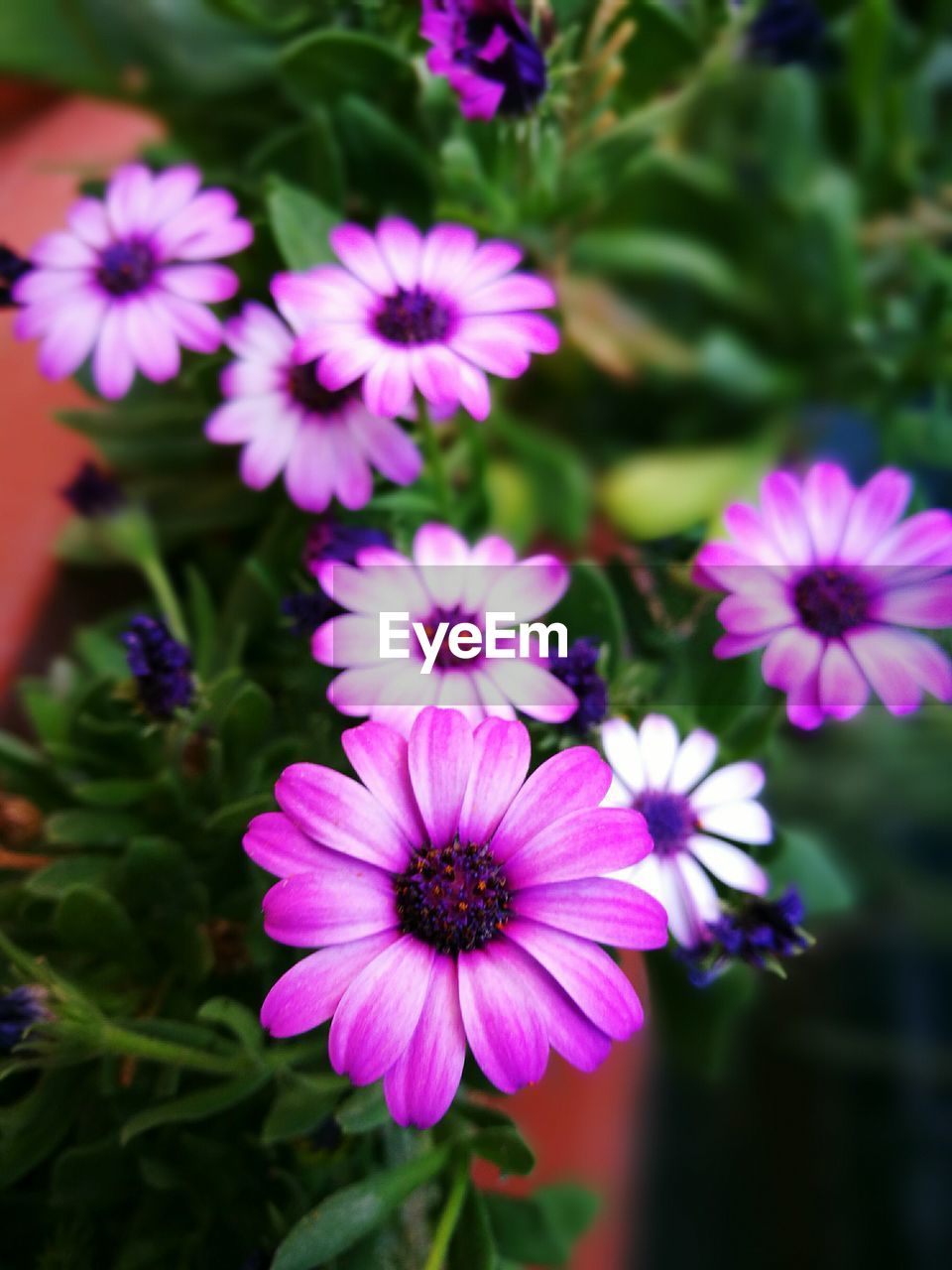 Close-up of purple flowers blooming outdoors