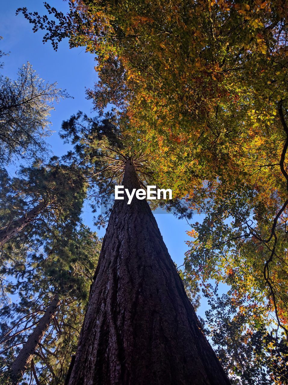 Low angle view of tree against sky