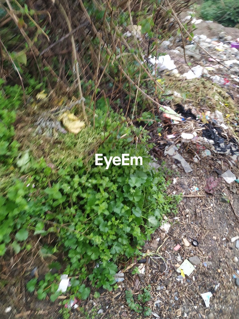 HIGH ANGLE VIEW OF CAT ON FIELD