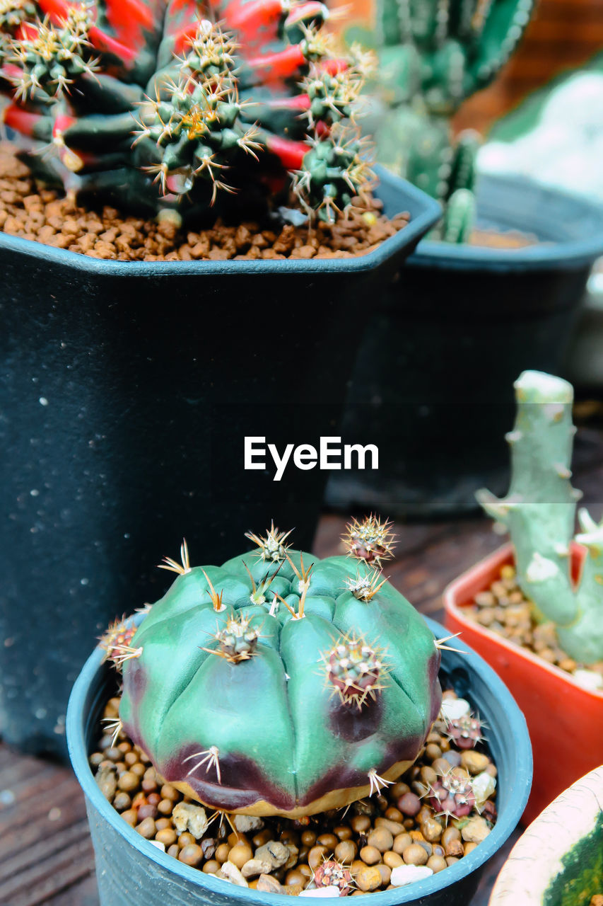 HIGH ANGLE VIEW OF POTTED CACTUS PLANT