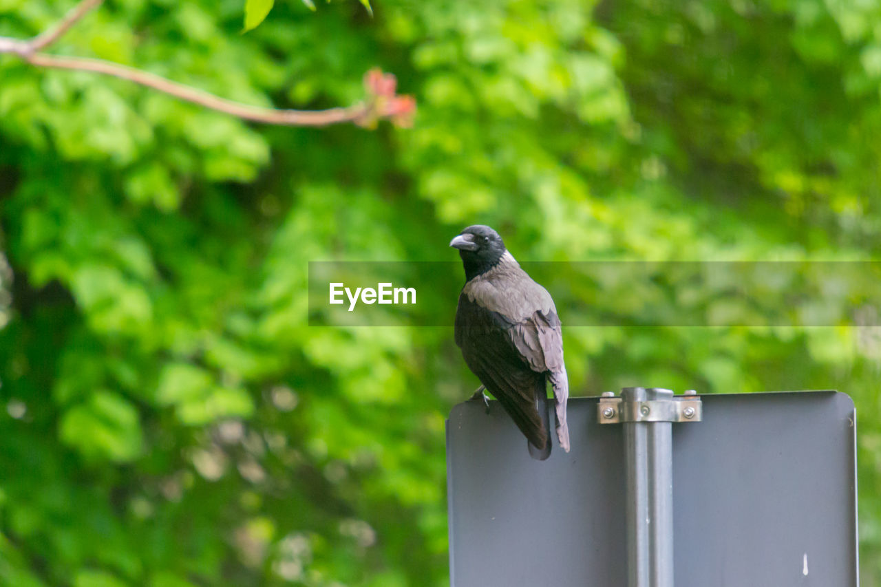 BIRD PERCHING ON METAL POLE