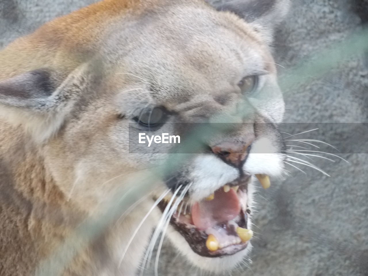 Close-up of mountain lion snarling