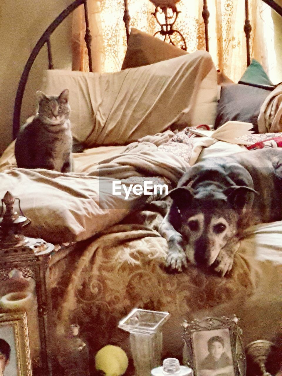 CLOSE-UP OF DOG LYING ON BED