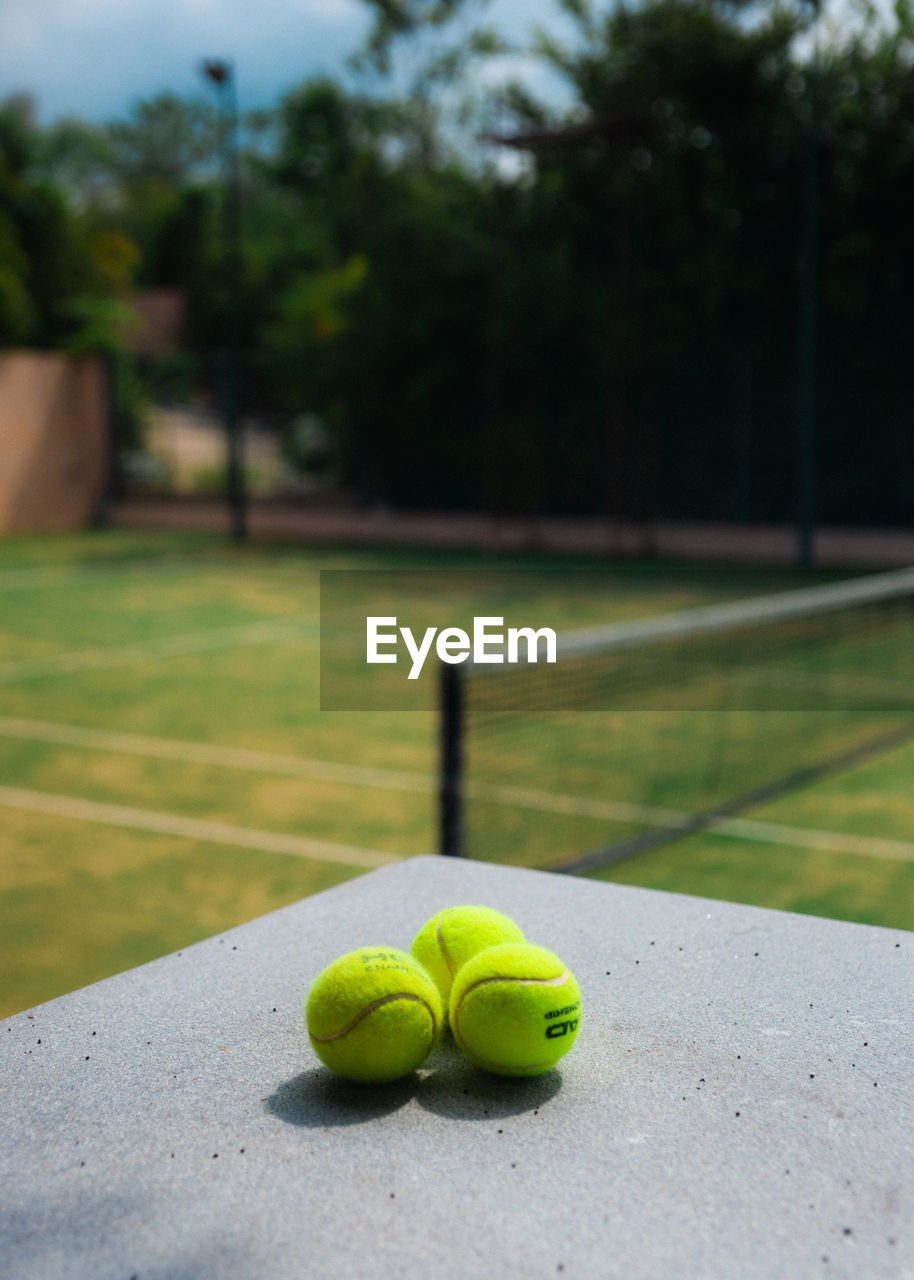 CLOSE-UP OF GREEN PLANT WITH BALL ON TREE