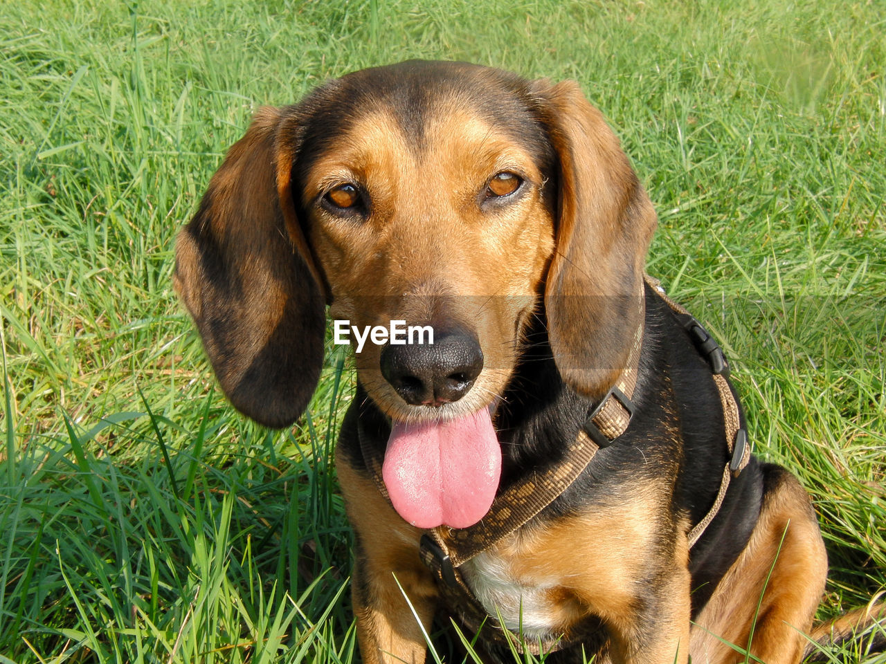 PORTRAIT OF DOG ON GRASS