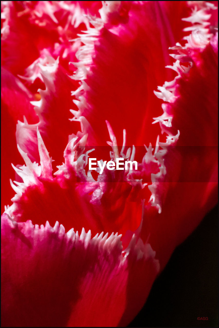 CLOSE-UP OF PINK FLOWERING PLANTS