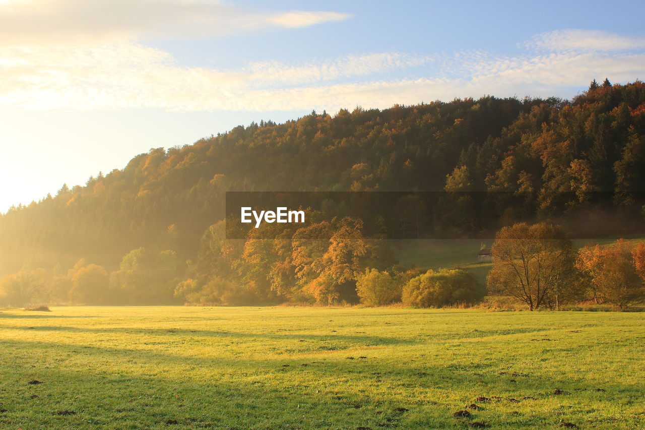 Trees on field against sky