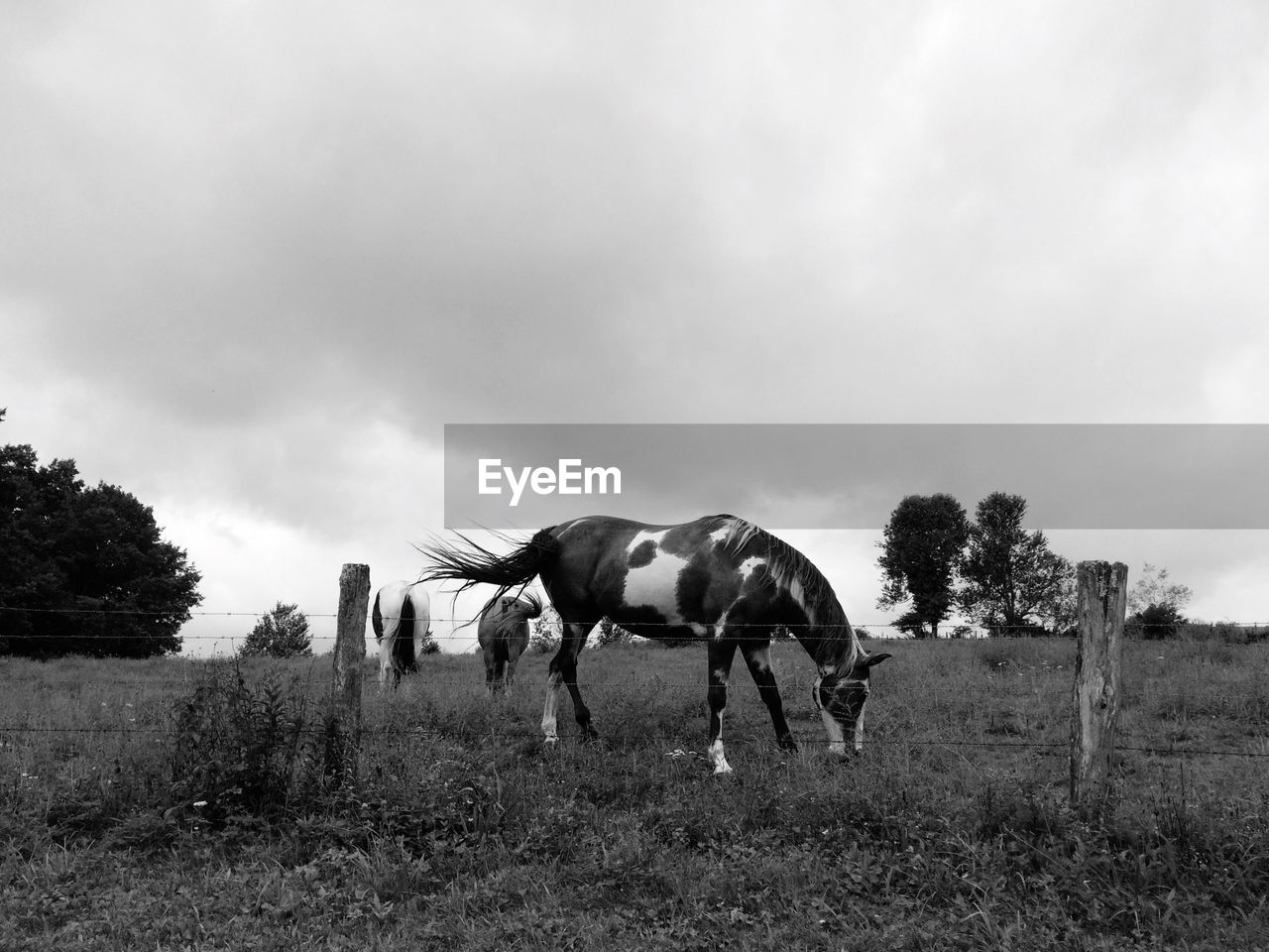 Horses grazing on field against cloudy sky