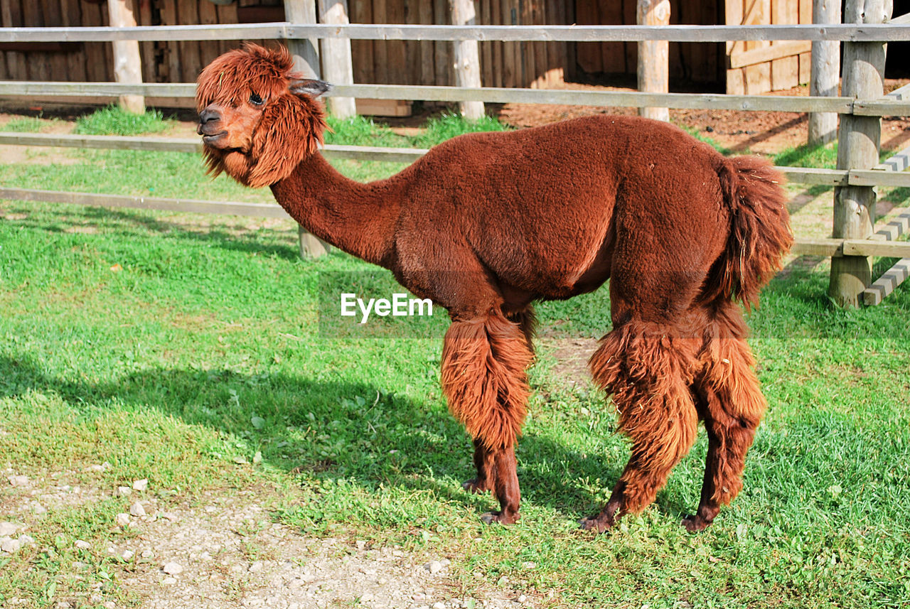 Brown alpaca at farm