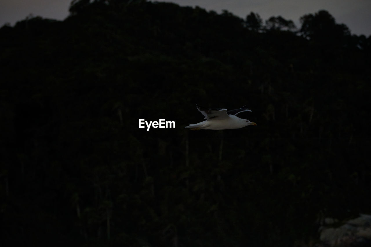 BIRD FLYING AGAINST SKY