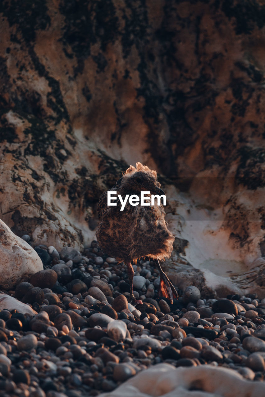 Close-up of seagull chick on rock