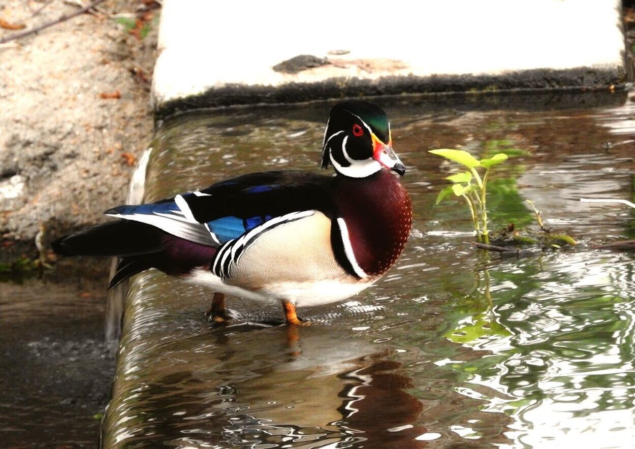 High angle view of wood duck in canal