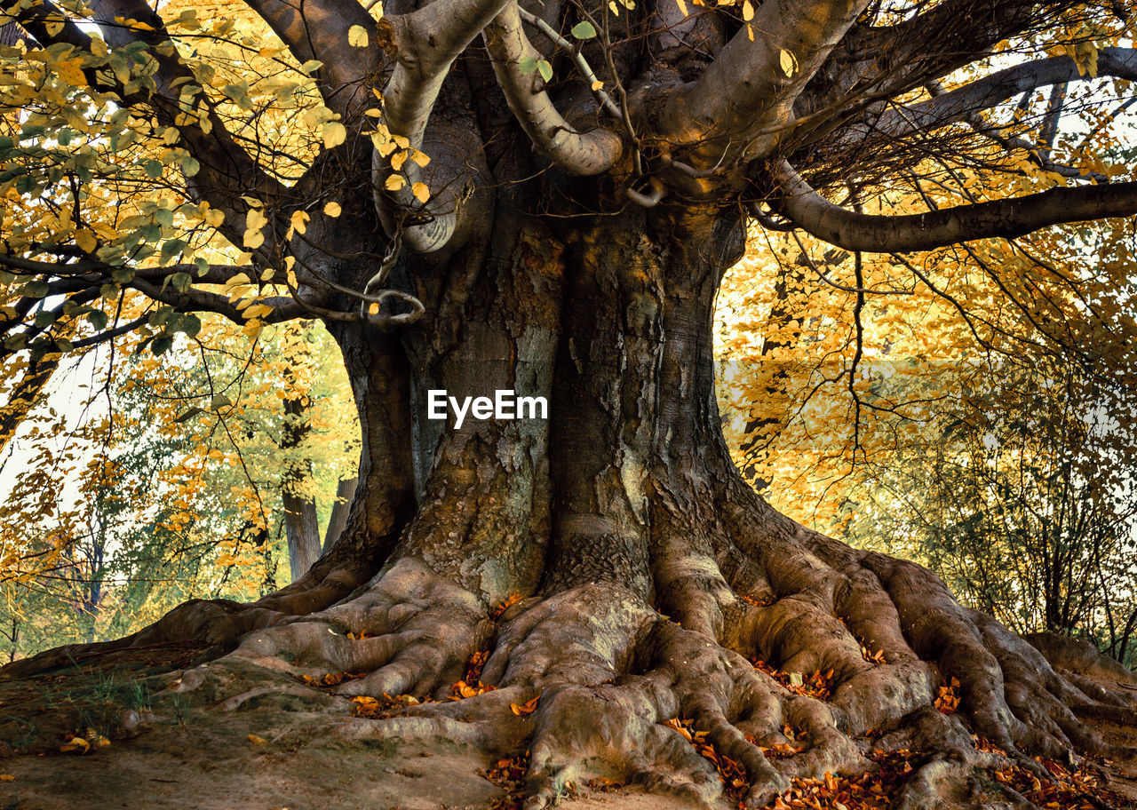 Low angle view of tree in forest during autumn