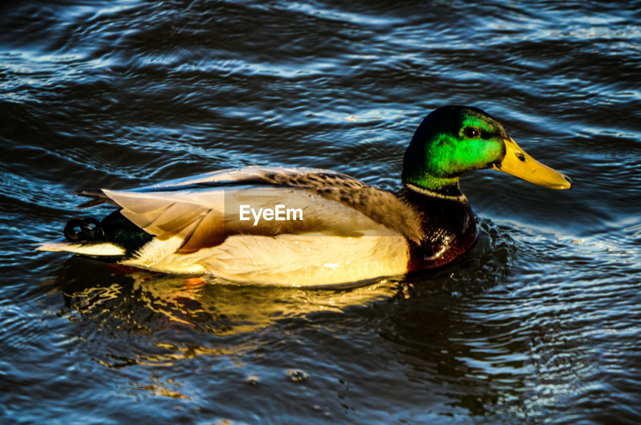 DUCK FLOATING ON LAKE