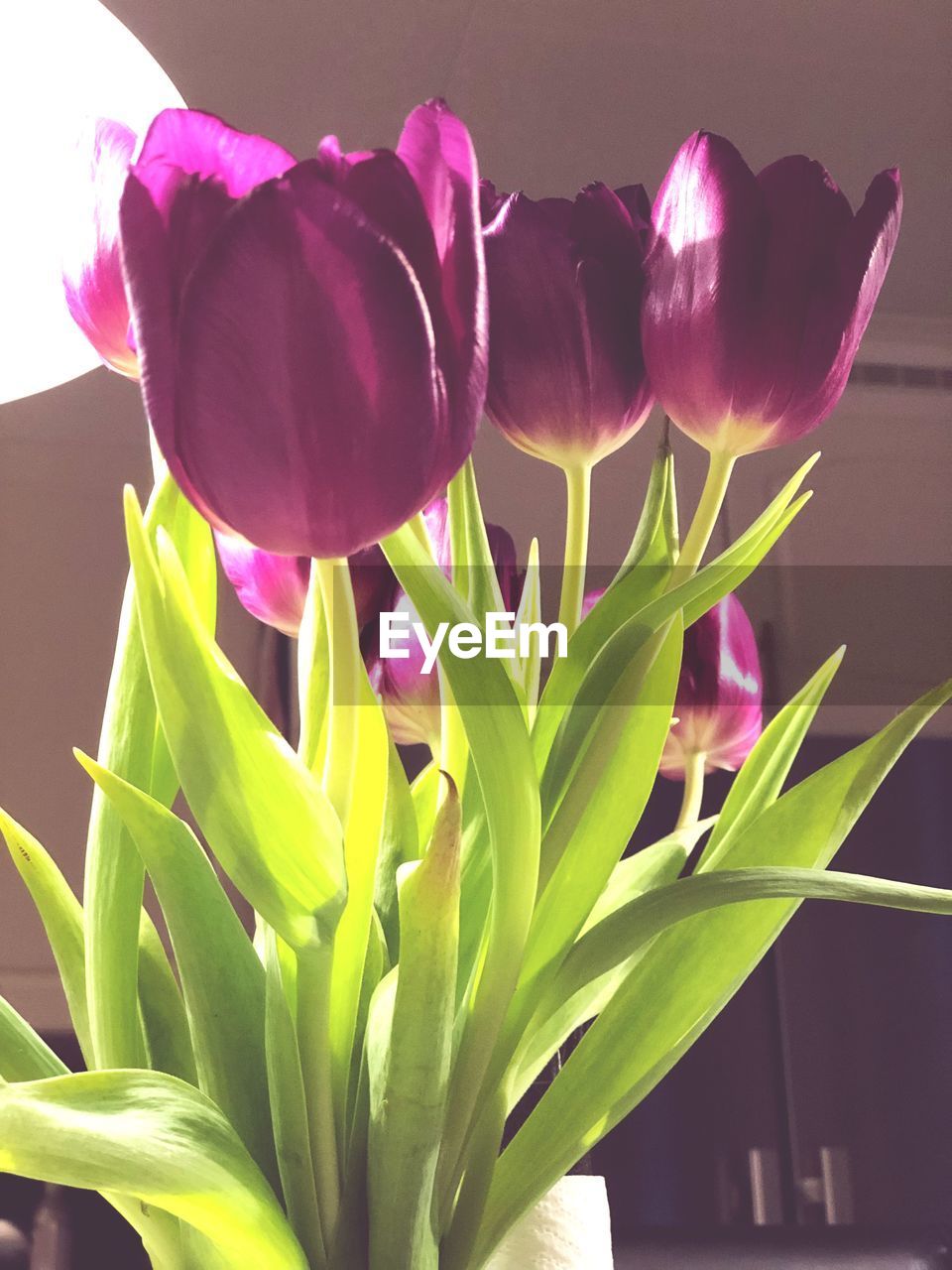 CLOSE-UP OF PURPLE TULIP