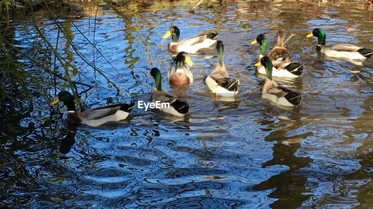 DUCKS SWIMMING ON LAKE