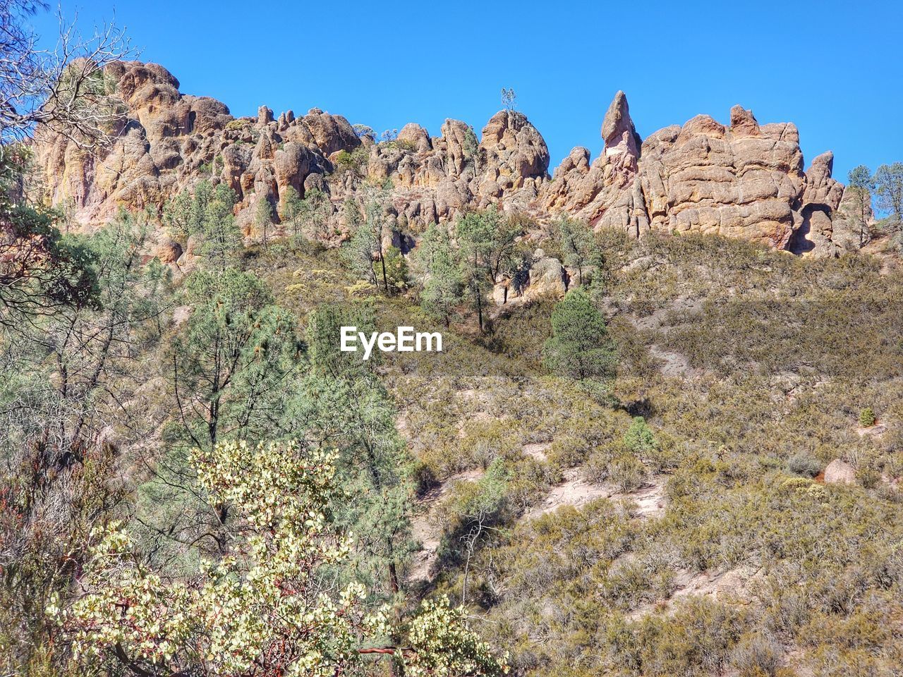 PLANTS GROWING ON ROCK