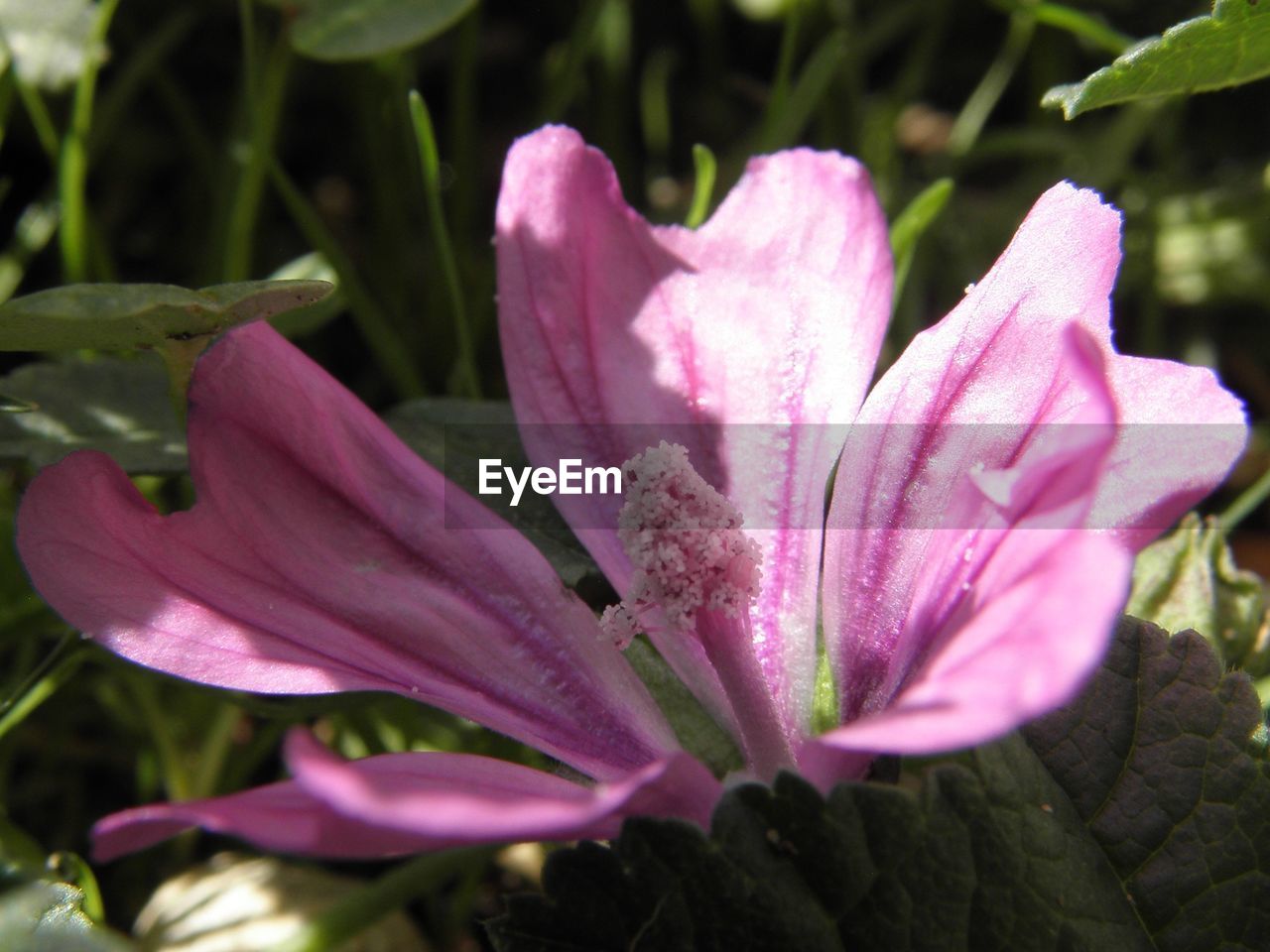 CLOSE-UP OF PINK FLOWER