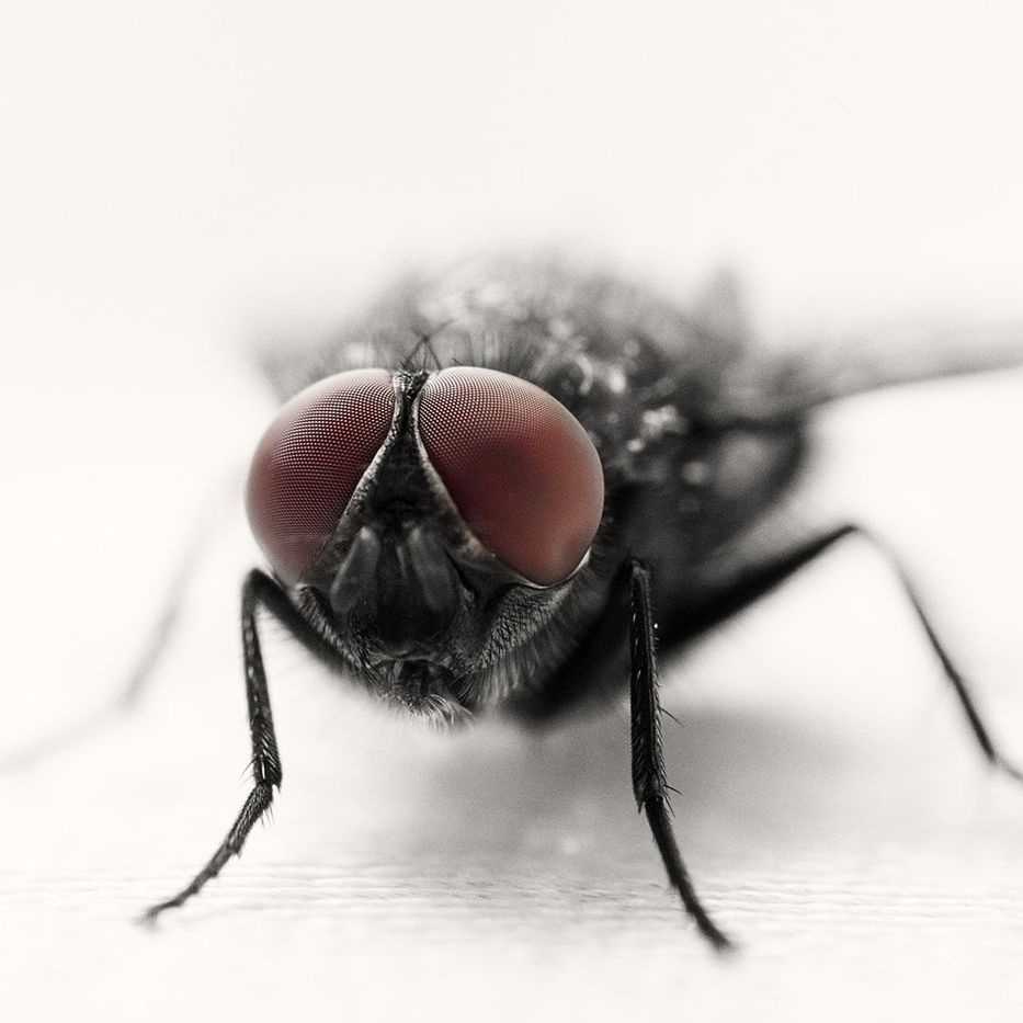 CLOSE-UP OF INSECT ON WALL