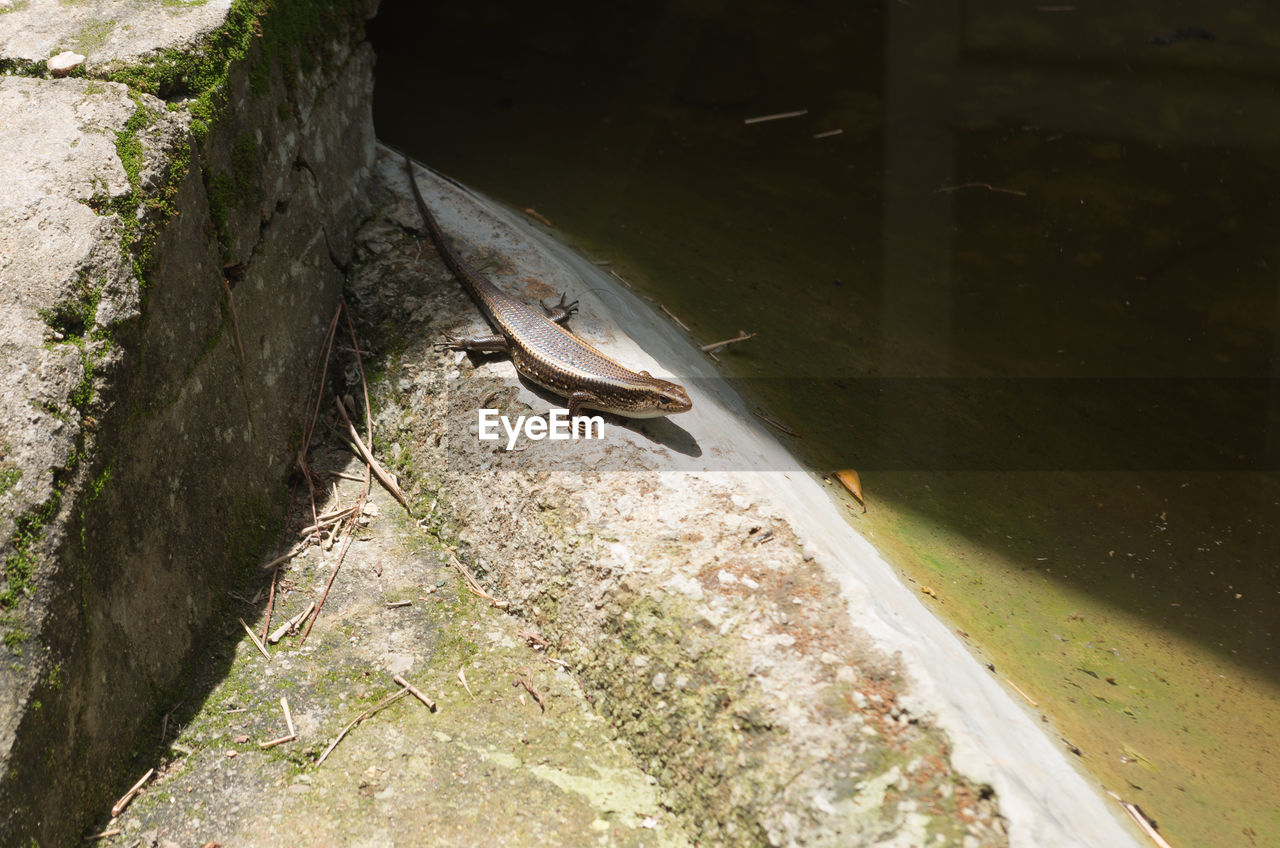 HIGH ANGLE VIEW OF HORSE IN WATER