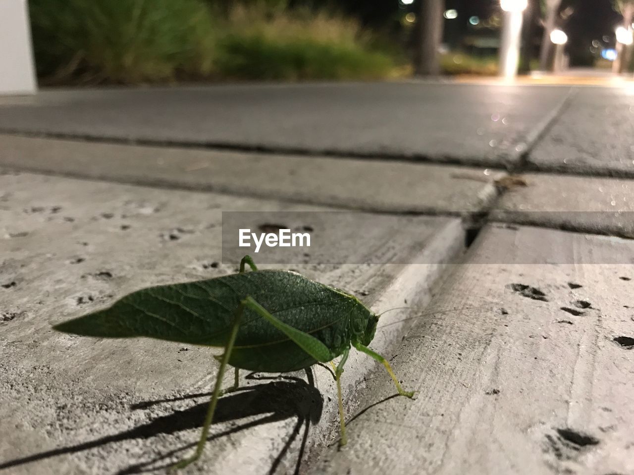 CLOSE-UP OF INSECT