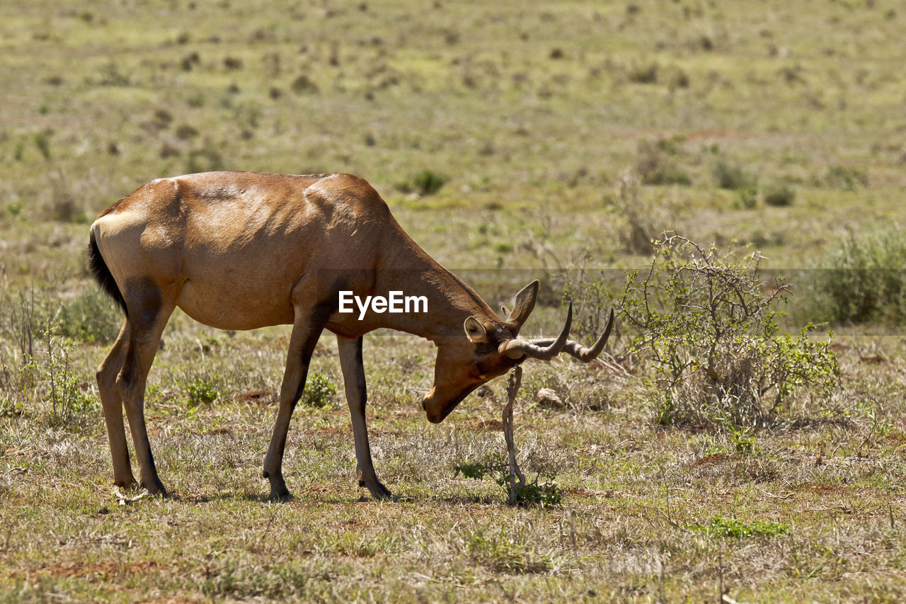 Deer standing on grassy field