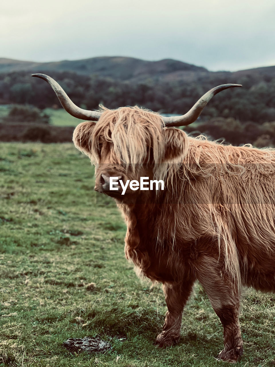 Highland cow