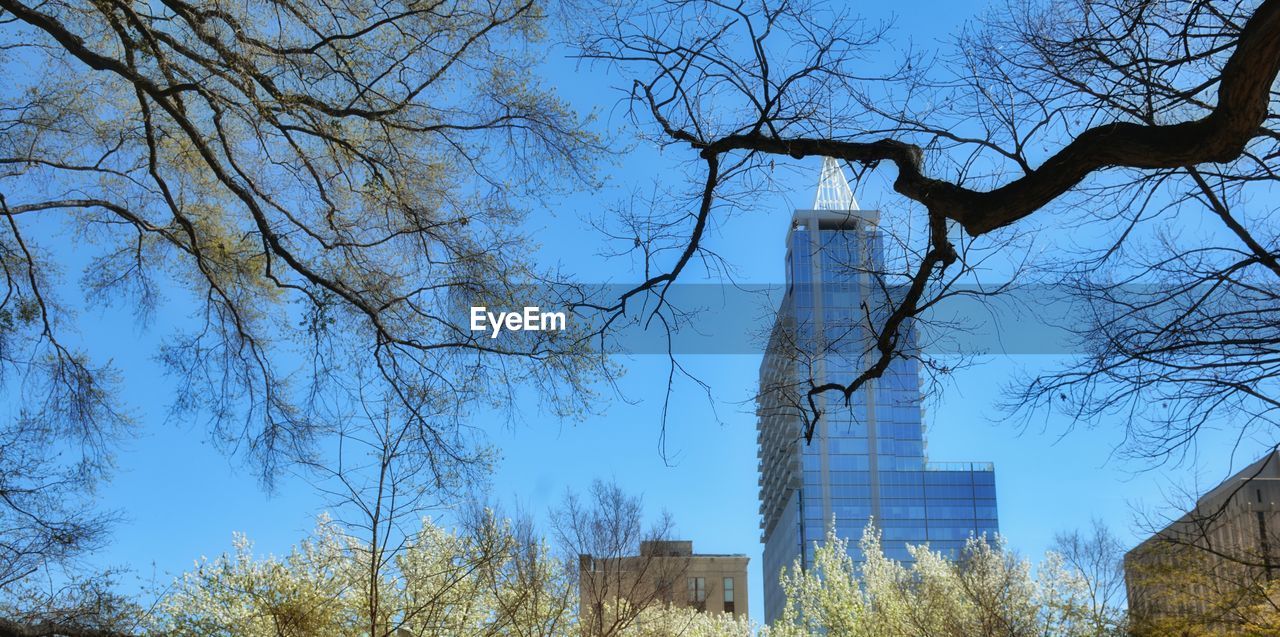 LOW ANGLE VIEW OF BARE TREES AGAINST THE SKY