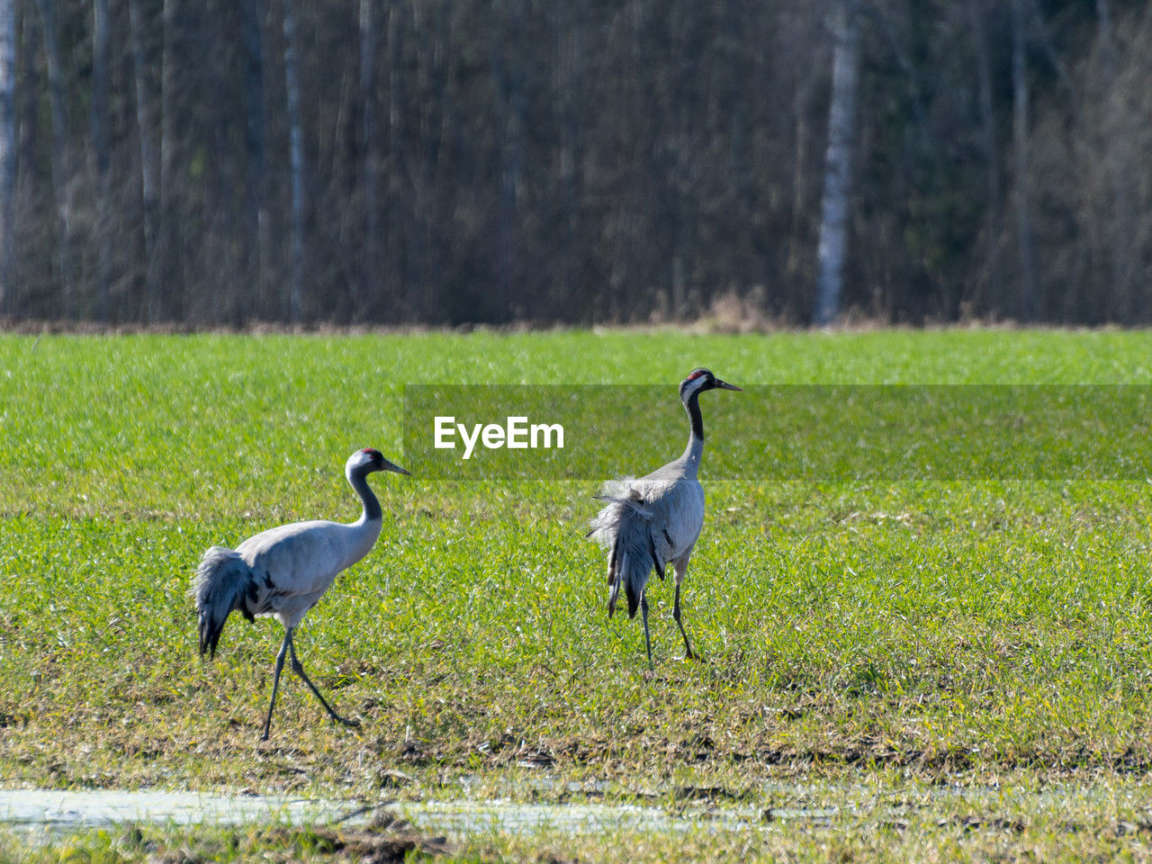 animal themes, animal, animal wildlife, bird, wildlife, group of animals, nature, wetland, plant, grass, no people, natural environment, prairie, land, day, two animals, outdoors, beauty in nature, heron, field, crane - bird