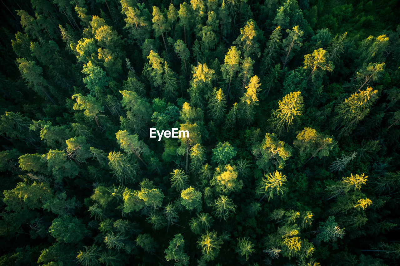 A beautiful view from the above to the forest in summer morning. aero photography of the wild woods.