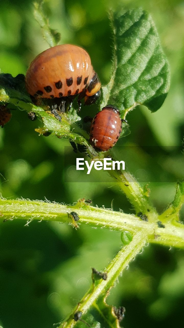 CLOSE-UP OF LADYBUG ON PLANTS