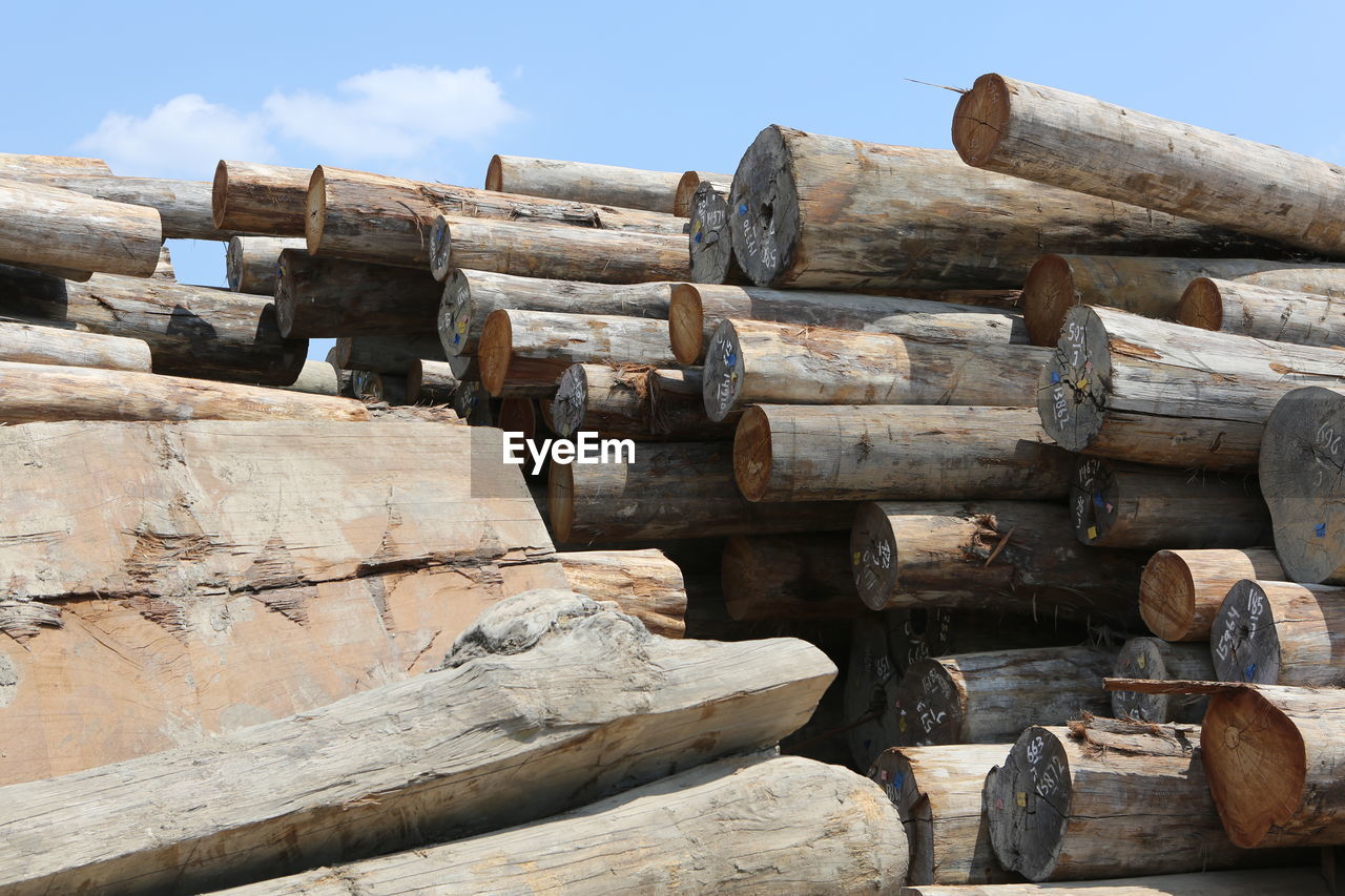 LOW ANGLE VIEW OF LOGS AGAINST SKY AT FOREST