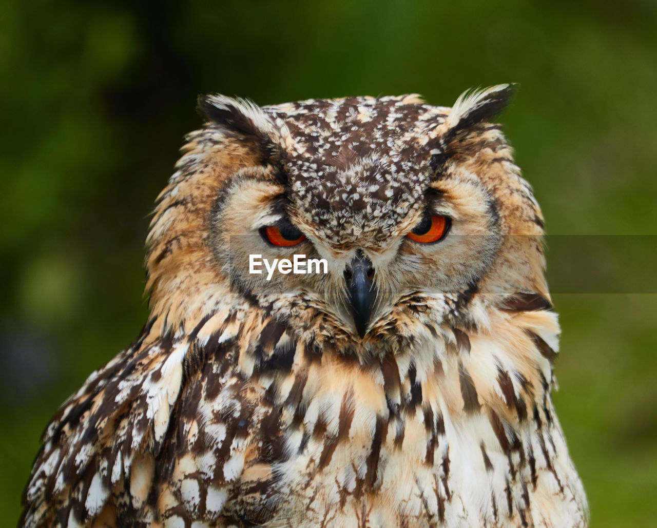 Eagle owl portrait in holland