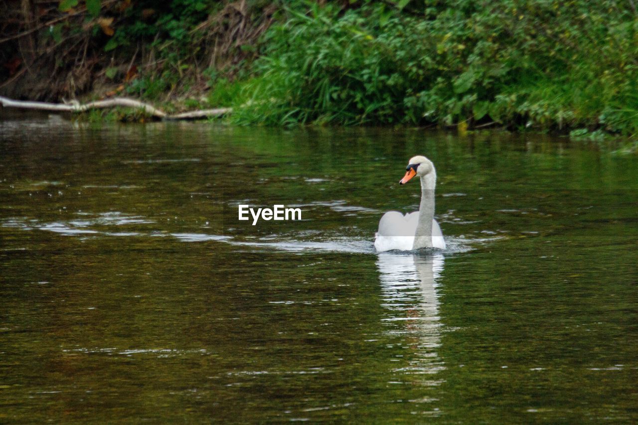 VIEW OF SWAN FLOATING ON LAKE