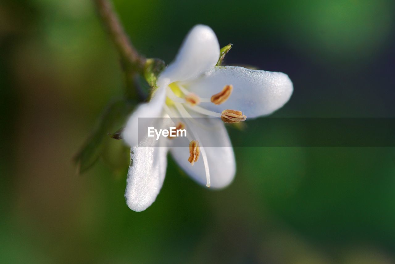 CLOSE-UP OF WHITE FLOWER ON PLANT