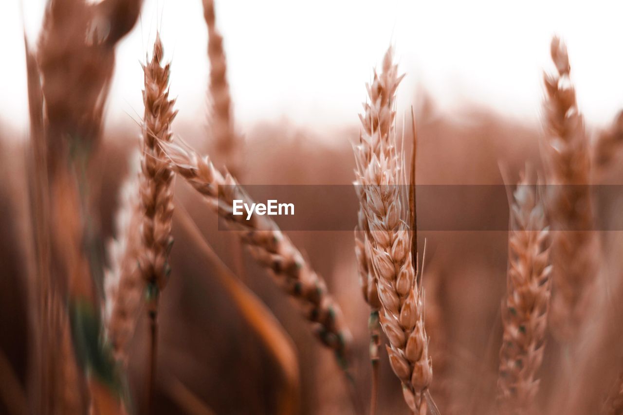 Close-up of wheat in farm