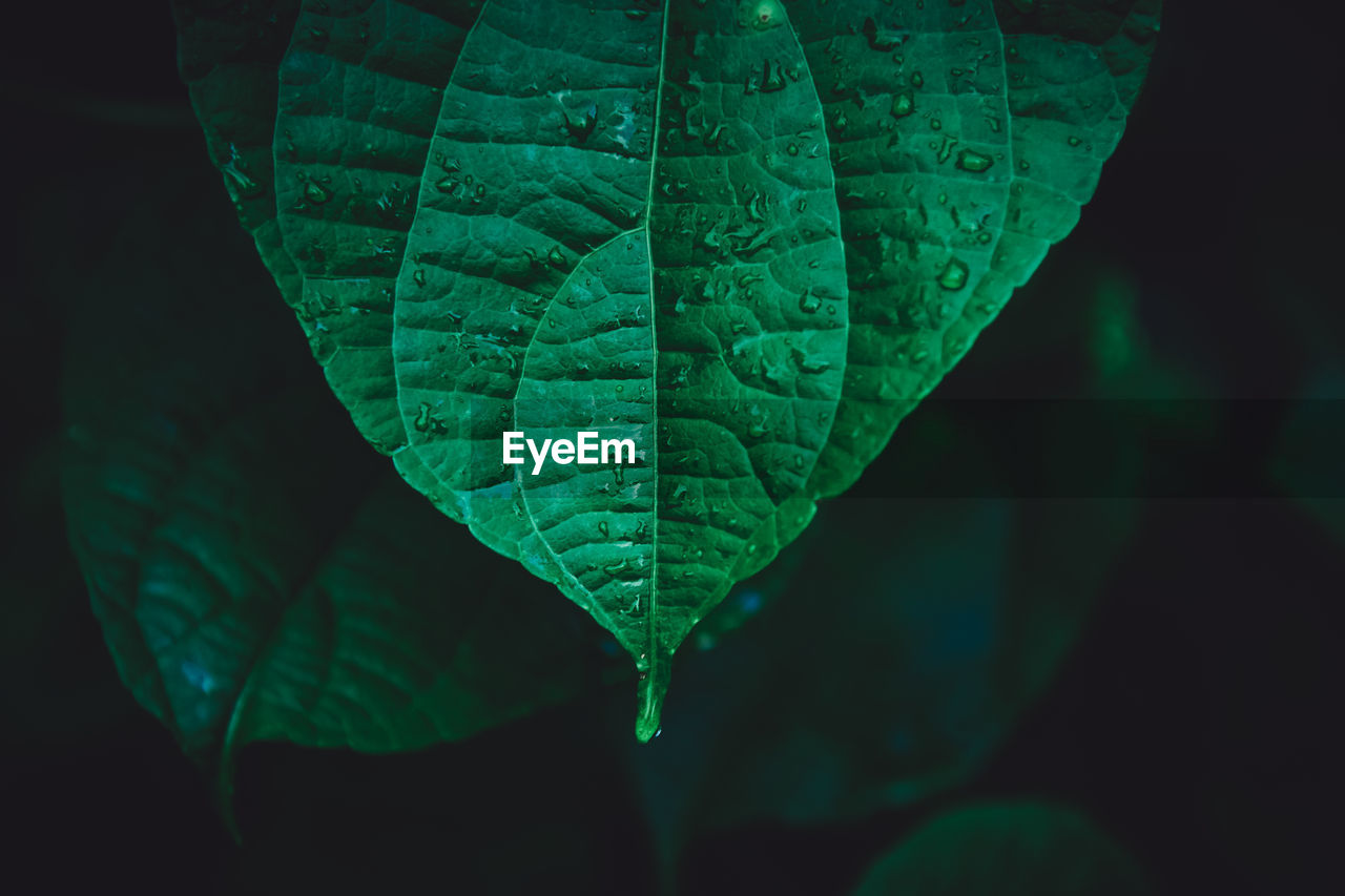 Close-up of raindrops on leaf