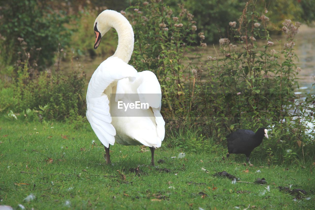 WHITE SWAN ON FIELD