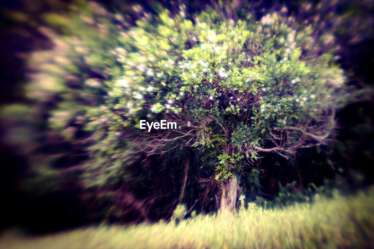 Zoom effect of tree