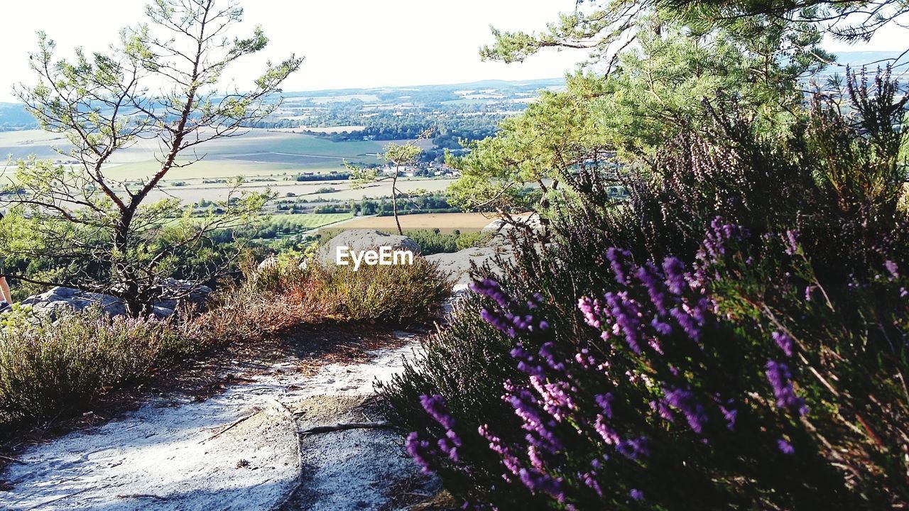 Plants growing by road against mountain