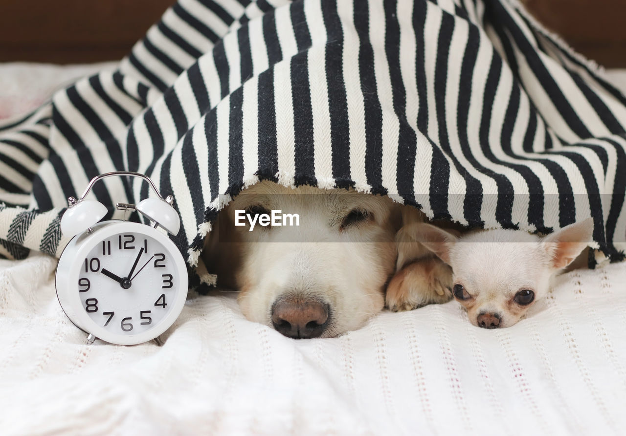 Close-up portrait of dogs by alarm clock on bed at home