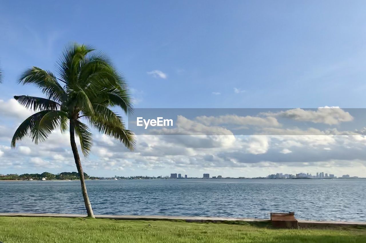 Palm trees on beach against sky