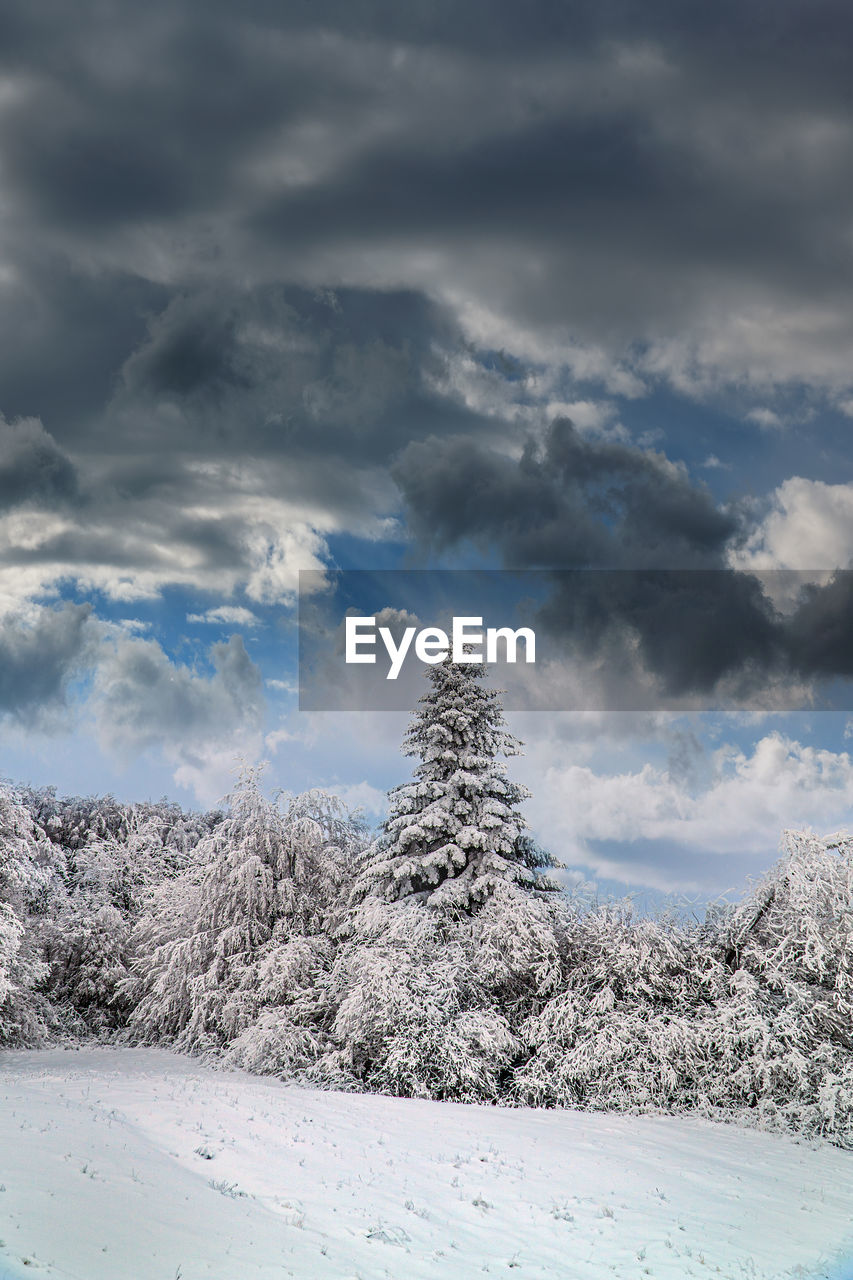 Snow covered land and trees against sky