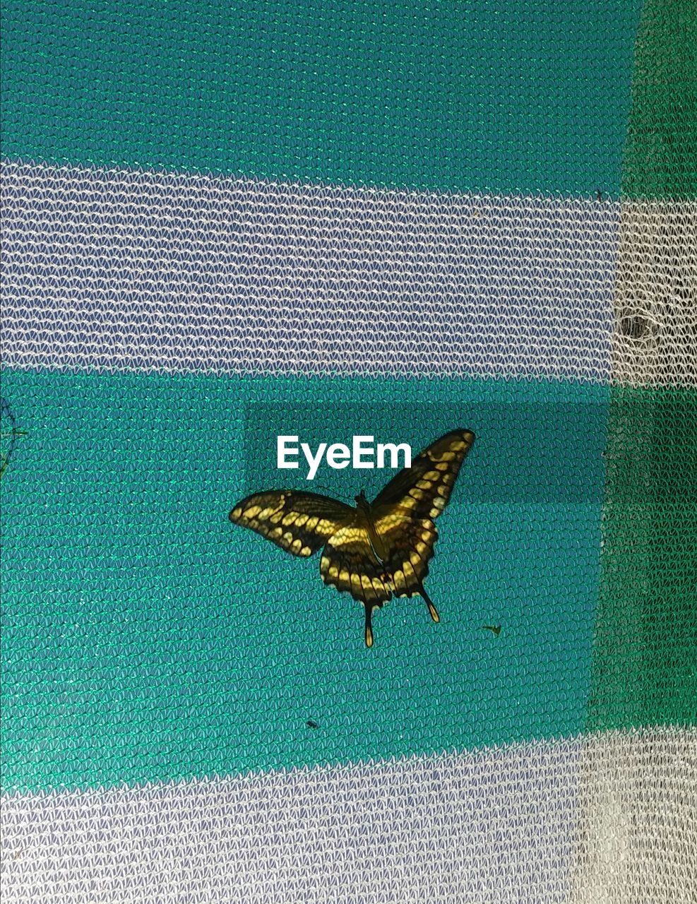 CLOSE-UP OF BUTTERFLY ON GREEN LEAF