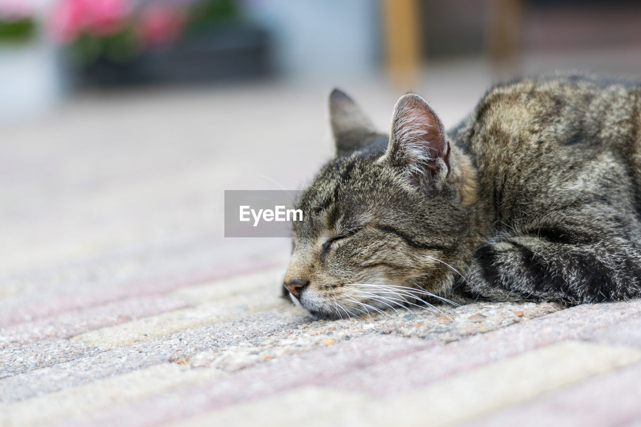 CLOSE-UP OF CAT SITTING OUTDOORS