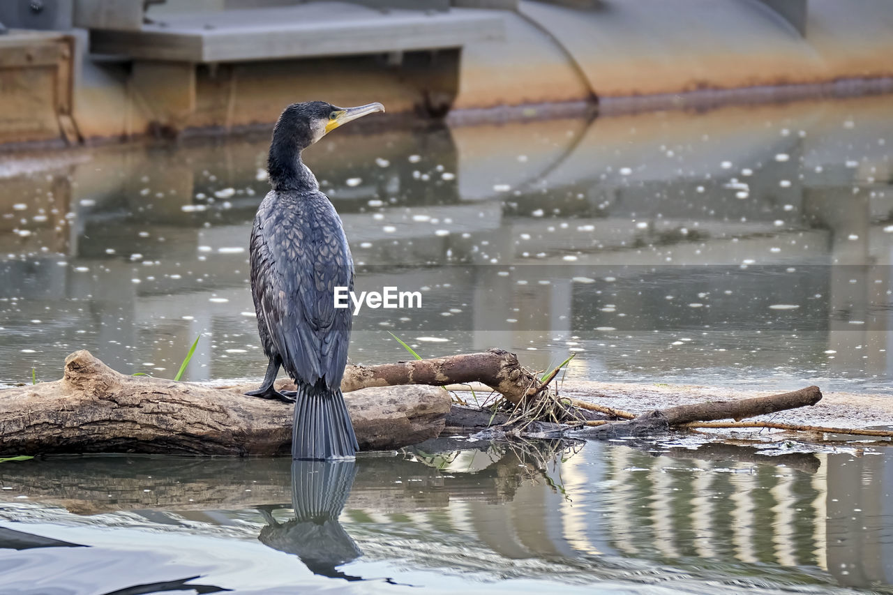 BIRD PERCHING ON DRIFTWOOD