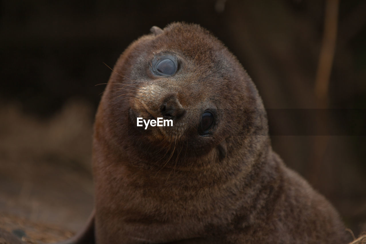 Close-up of seal on rock