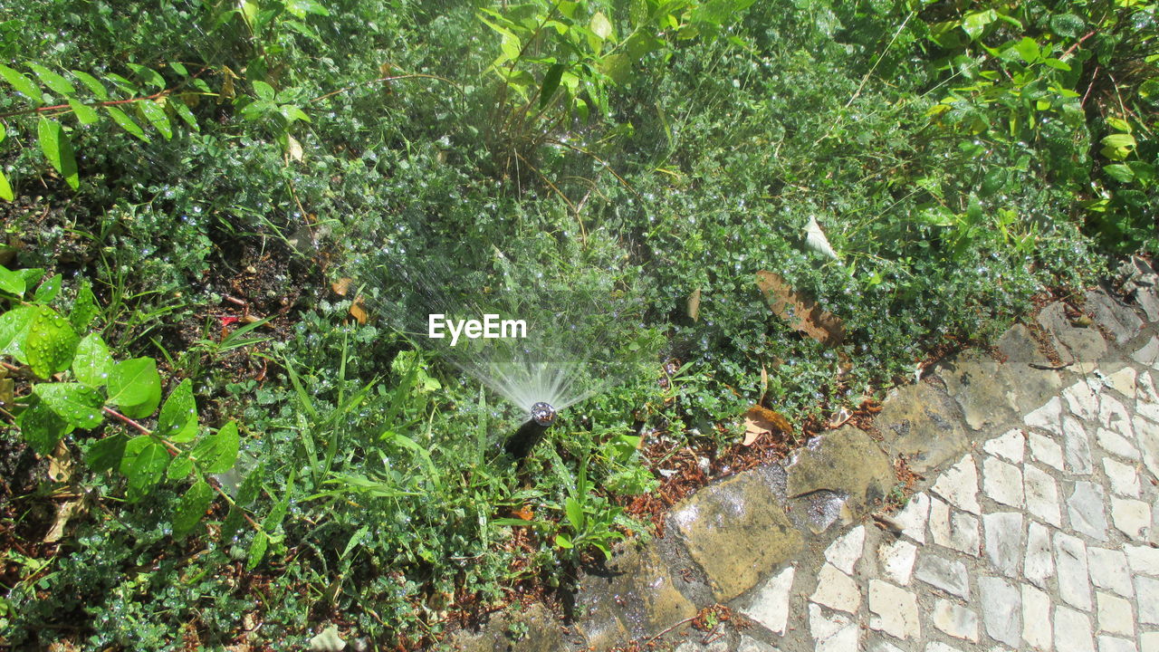 PLANTS GROWING BY TREES AGAINST BLURRED BACKGROUND