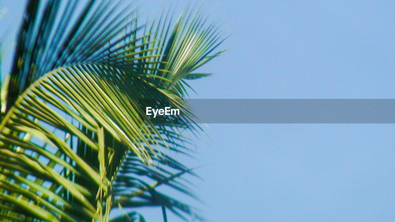 Low angle view of palm tree against blue sky